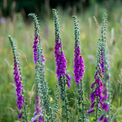 Purple Foxglove Flowers in Meadow