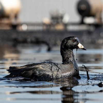 Oil-covered coot swimming in water