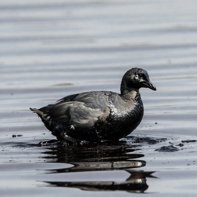 Black duck covered in oil on water