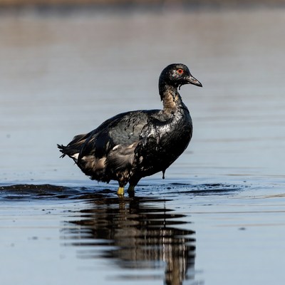 Black duck standing in shallow water