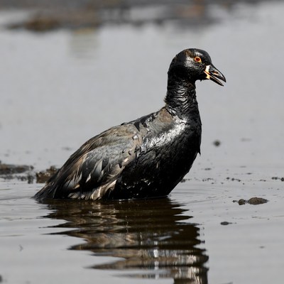 Black Coot Swimming in Water