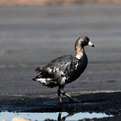 Wet coot standing in mud puddle