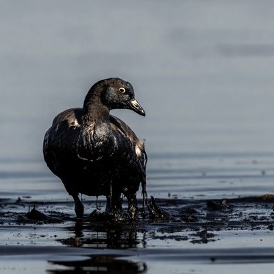 Black duck covered in oil