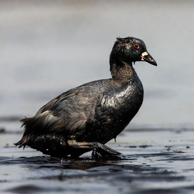 Black Coots Standing in Water