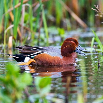 Pair of Cinnamon Teal Ducks in Water