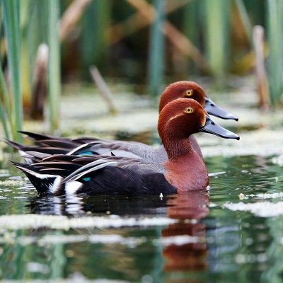 Two Cinnamon Teal Ducks in Reeds