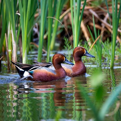 Pair of Cinnamon Teal Ducks in Reeds