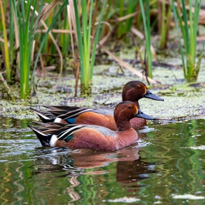 Two Cinnamon Teal Ducks in Marsh