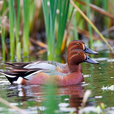 Pair of Cinnamon Teal Ducks in Water