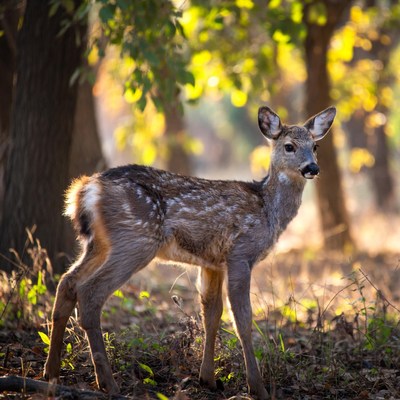 Baby deer in autumn forest