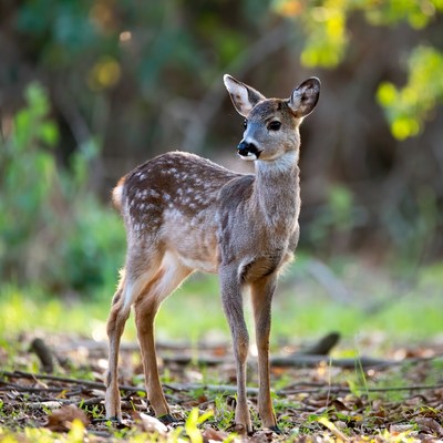 Baby deer standing in forest