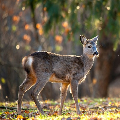 Young Roe Deer in Autumn Forest