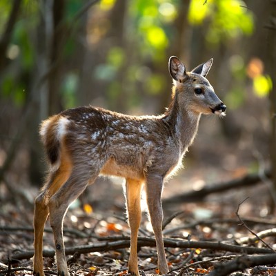 Baby Deer Standing in Forest