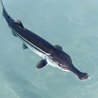 Beluga Sturgeon Swimming Underwater