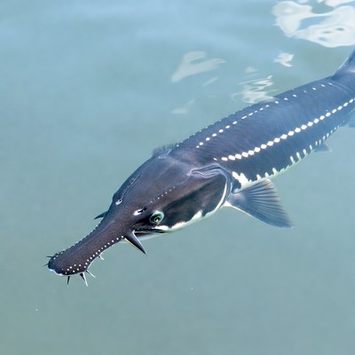 Beluga Sturgeon Swimming Underwater