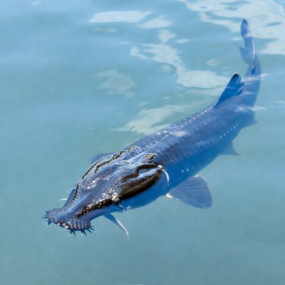 Blue Sturgeon Swimming in Water
