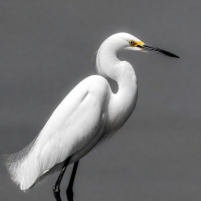 Snowy Egret Standing on Gray Background