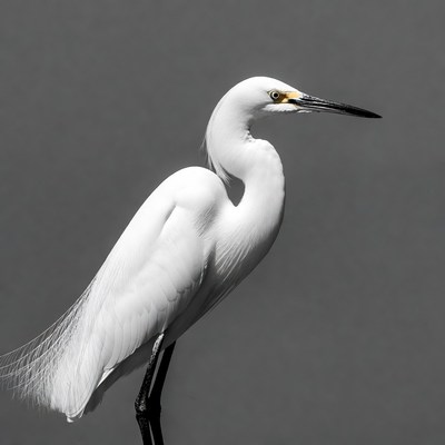 White egret standing on gray background