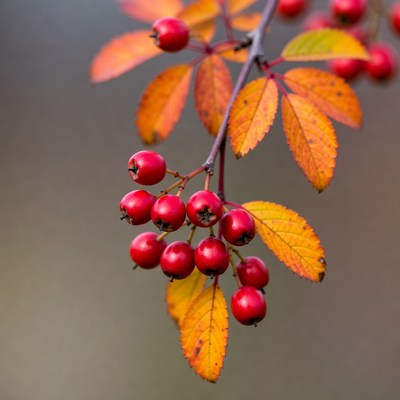 Red Berries on Autumn Rowan Branch