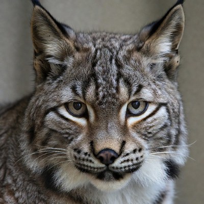 Close-up of lynx face