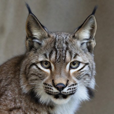 Close-up of lynx face