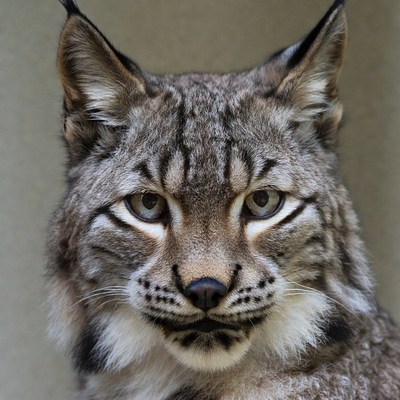 Close-up of lynx face