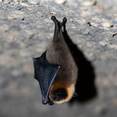 Bat hanging upside down