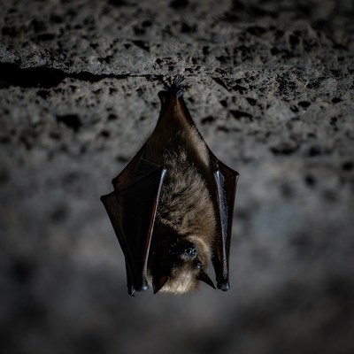 Bat hanging upside down on rock