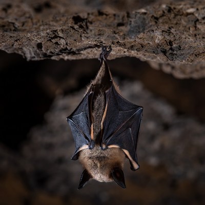 Bat hanging upside down in cave