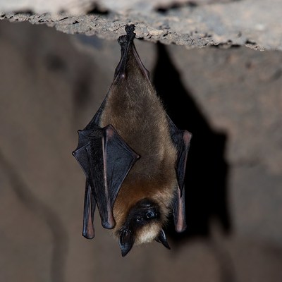 Bat hanging upside down in cave