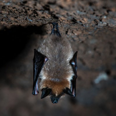 Bat hanging upside down in cave