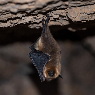 Bat hanging upside down on cave rock