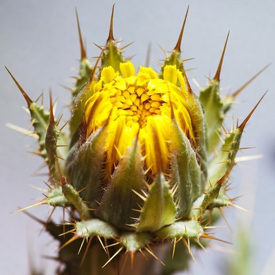Closeup of spiny yellow thistle flower