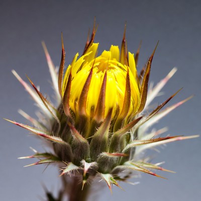 Yellow spiny thistle flower