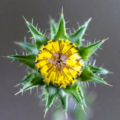 Yellow spiny thistle flower closeup