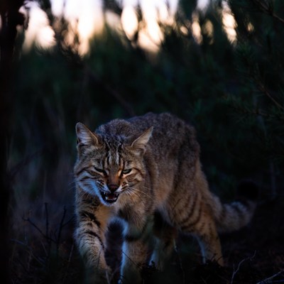 Bobcat growling in dark forest