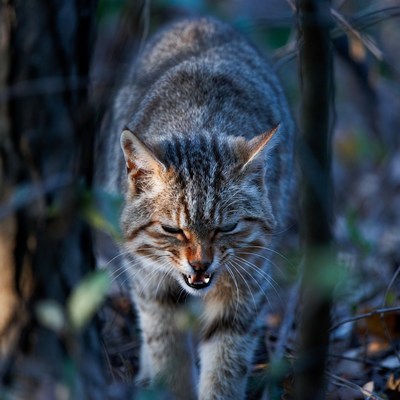 Bobcat growling in forest