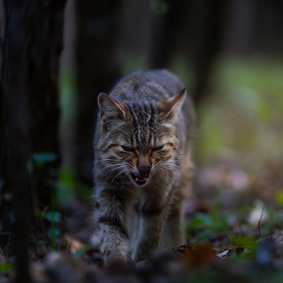 Bobcat stalking in dark forest