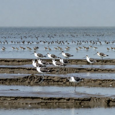 Flock of Black-winged Stilts on Mudflats