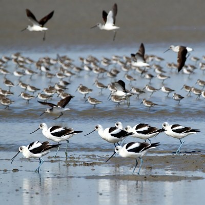 Flock of Black-winged Stilts on Mudflat