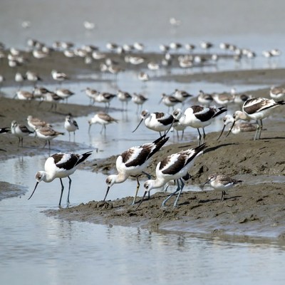 Flock of Black-winged Stilts Feeding