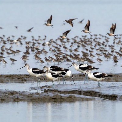 Flock of Black-winged Stilts on Mudflat