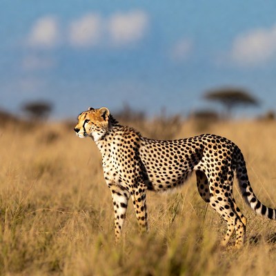 Cheetah standing in savanna grass