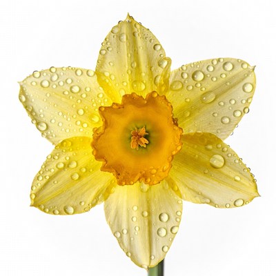 Yellow Daffodil with Dew Drops