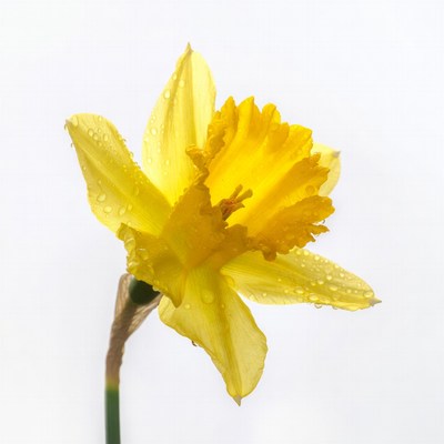 Yellow Daffodil with Water Droplets