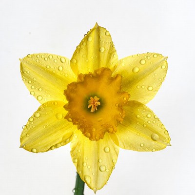Yellow Daffodil with Dew Drops