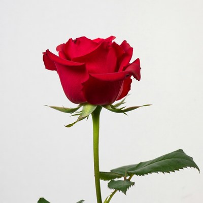 Red Rose on White Background