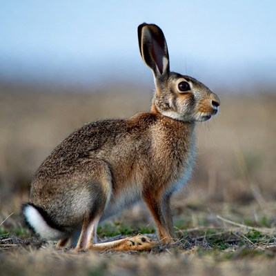 Jackrabbit sitting in grass