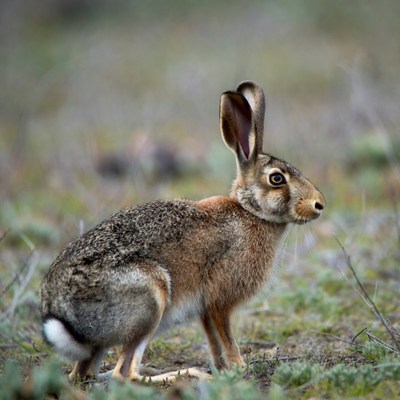 Jackrabbit standing in grass