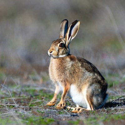 Jackrabbit sitting in grass